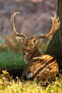 "Fallow Deer stag resting by Wayne Marinovich Photography"