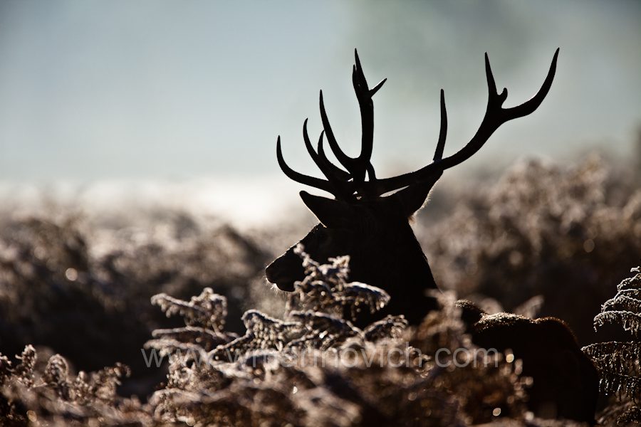 “Photographing the deer rut – Wayne Marinovich Photography”