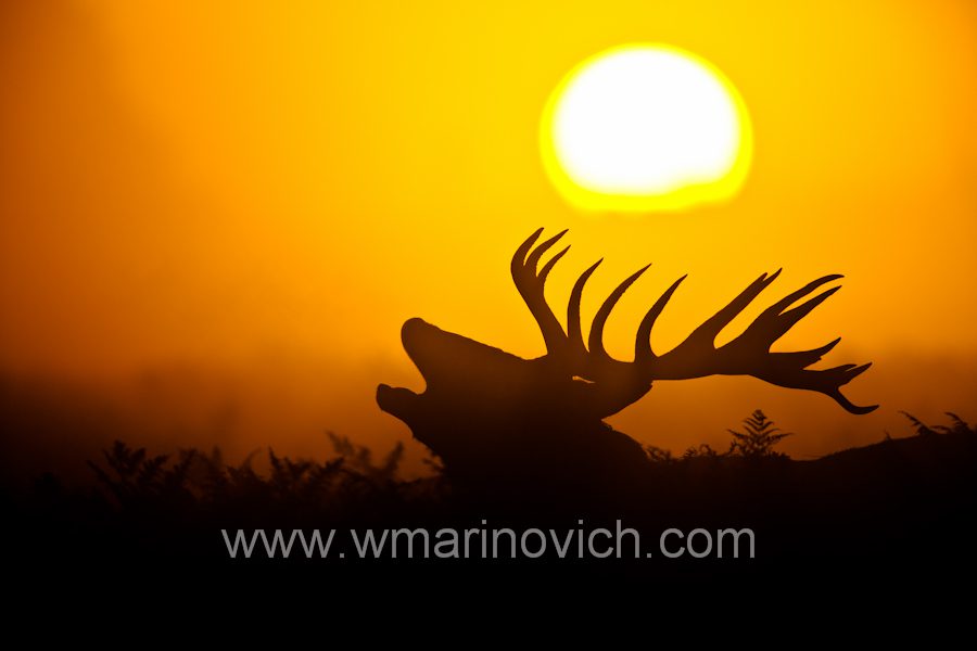 "favourites from 2010 - Red deer Rut - Wayne Marinovich Photography"