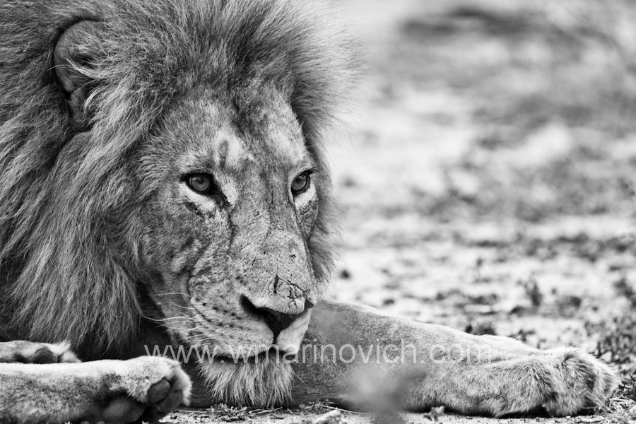 "Africa Lion - Wayne Marinovich Photography"