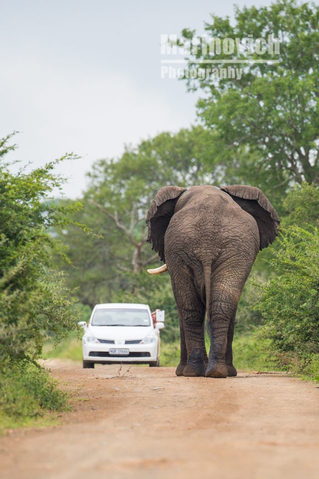 "Elephants have right of way - Wayne Marinovich Photography"
