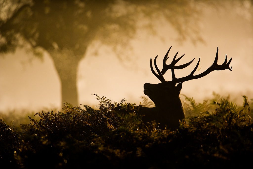 "Red Deer in Bushy Park, London - Wayne Marinovich Photography"
