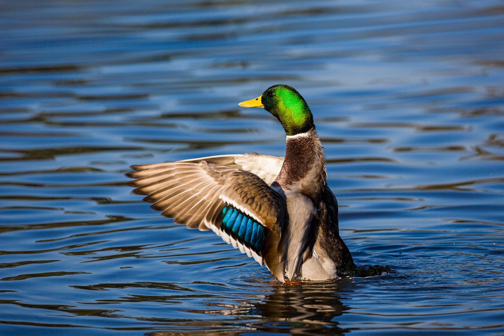 "Mallard duck taking off in Bushy Park – Wayne Marinovich Photography"