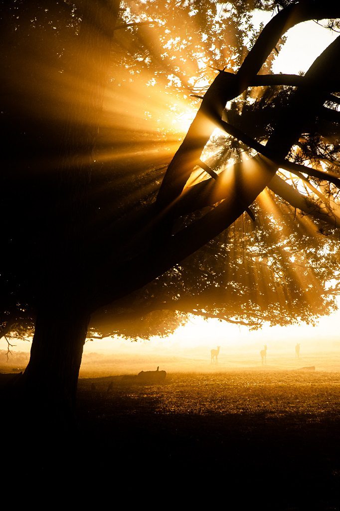 "Sun bursting through the trees in Bushy Park"