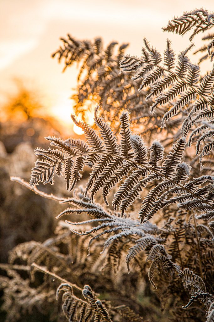 "Frost and frozen bracken in Bushy Park – Wayne Marinovich Photography"