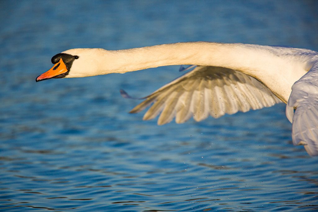 "Swan flying past in Bushy Park – Wayne Marinovich Photography"