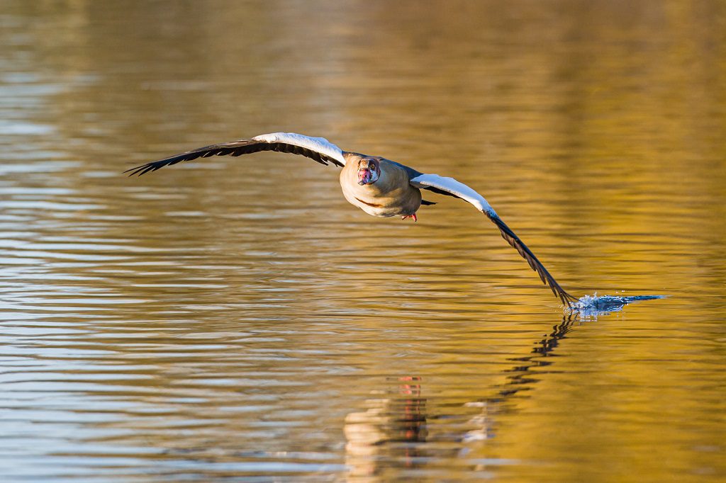 "Eqyptian Goose in Bushy Park – Wayne Marinovich Photography"