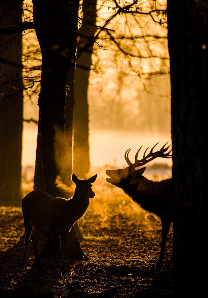 "Red Deer in Bushy Park, London - Wayne Marinovich Photography"