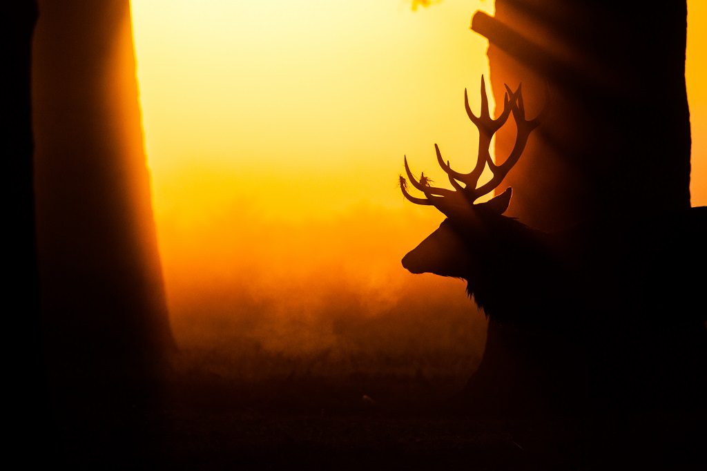 "Red Deer in Bushy Park, London - Wayne Marinovich Photography"