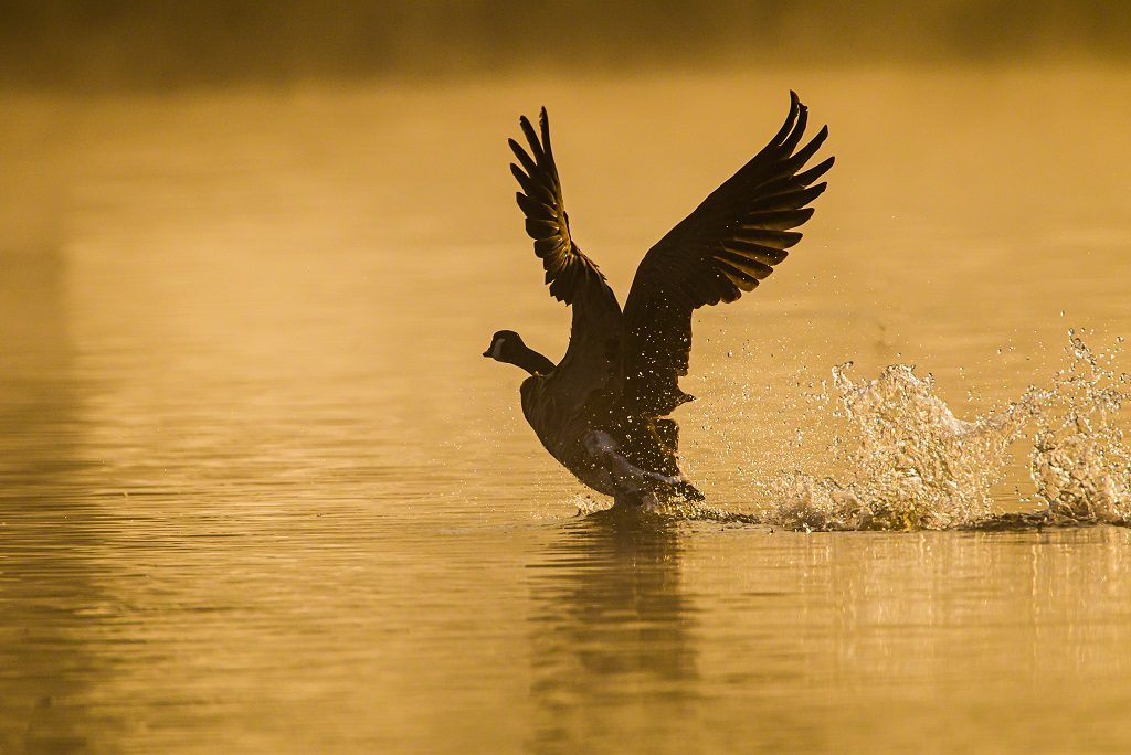 "Canada Goose in Bushy Park – Wayne Marinovich Photography"
