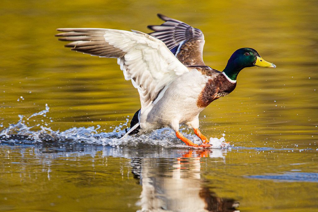 "Mallard duck in Bushy Park – Wayne Marinovich Photography"