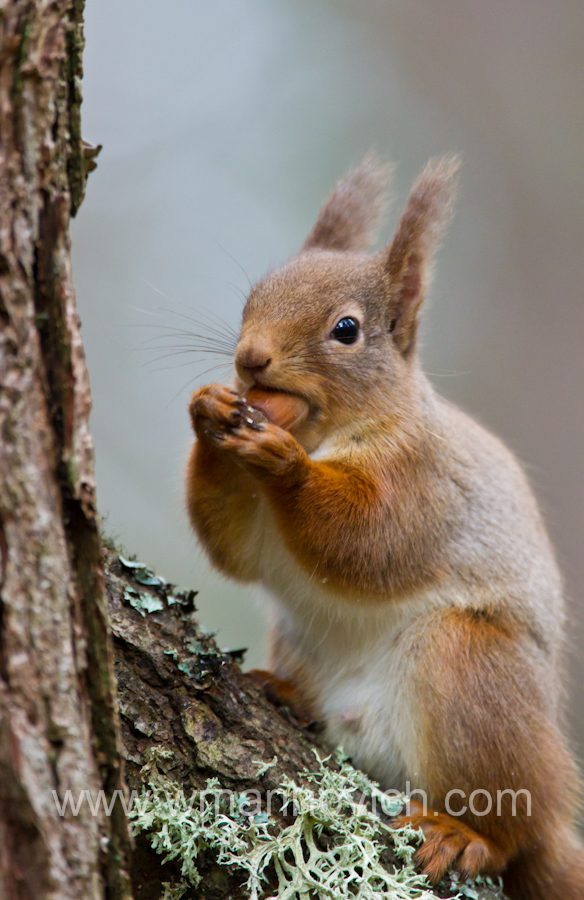 “Red Squirrels of the Cairngorms – Wayne Marinovich Photography”