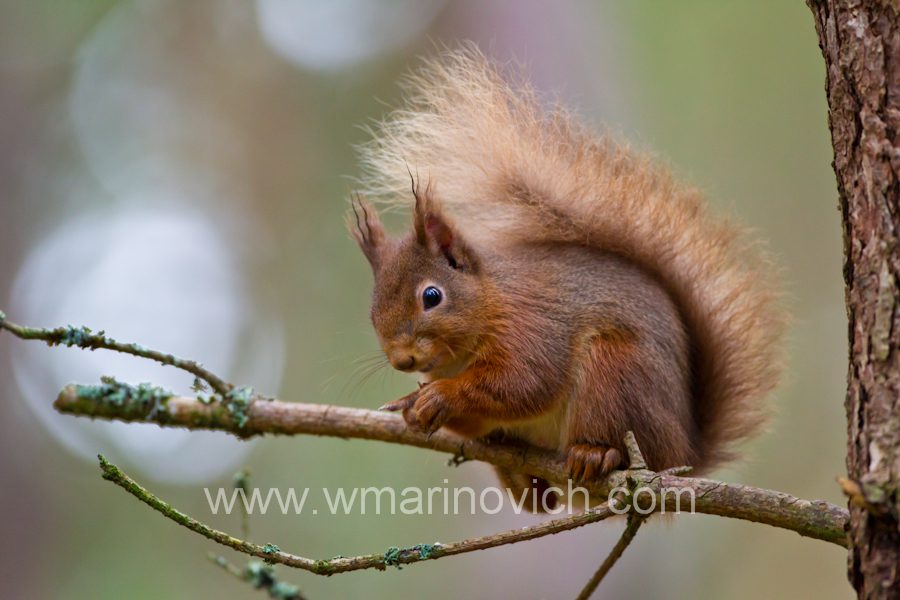 “Red Squirrels of the Cairngorms – Wayne Marinovich Photography”
