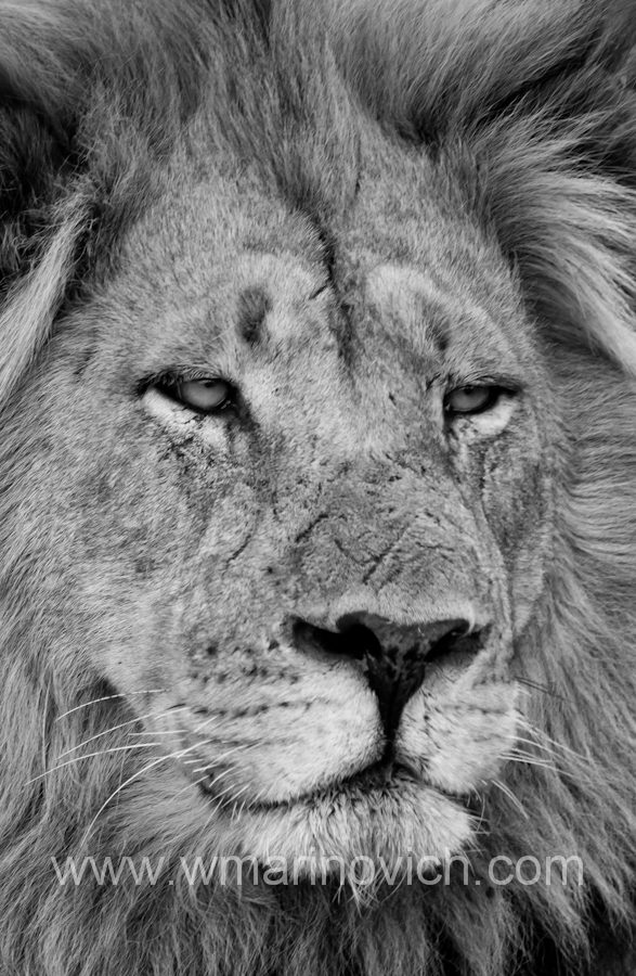 "Black and White of the King of beasts, The African Lion"