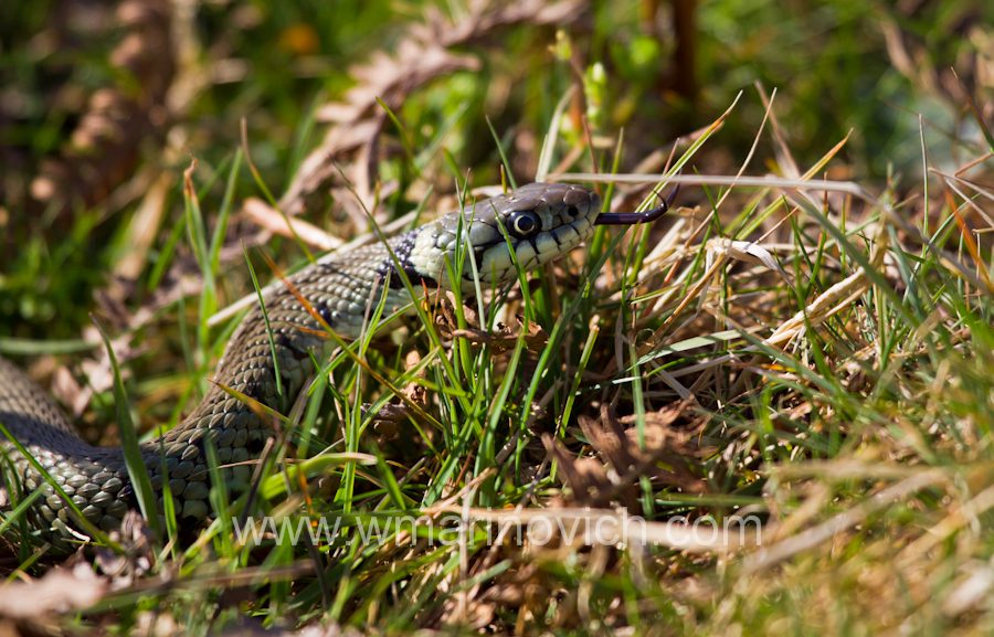 "Grass Snake in Bushy Park - Wayne Marinovich Photography"