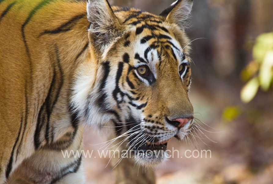 "Tiger sneak peak from India - Wayne Marinovich Photography"