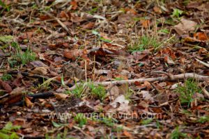 "Savannah Nightjar Tadoba-Andhari Tiger Reserve"