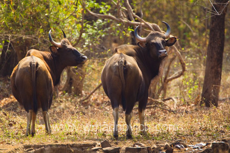 “Tadoba Andhari National Park – India – Marinovich Photoraphy”