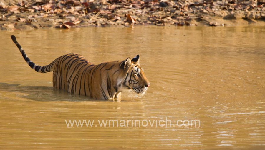 “Tiger in Bandhavgarh India – Wayne Marinovich Photography”