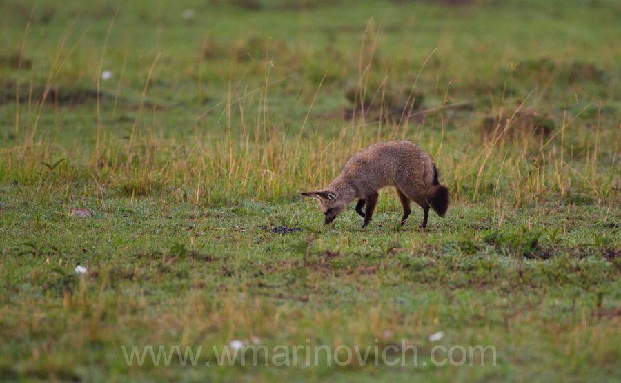 "Bat-eared Fox hunting - Marinovich Photography"
