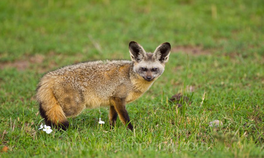 "Bat-eared Fox in the Masai Mara - Marinovich Photography"