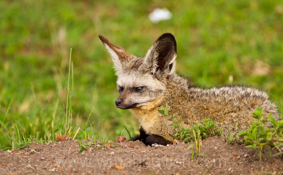 "Bat-eared Fox at its lair - Marinovich Photography"