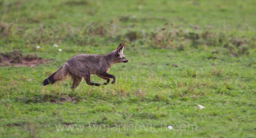 "Bat-eared Fox running- Marinovich Photography"