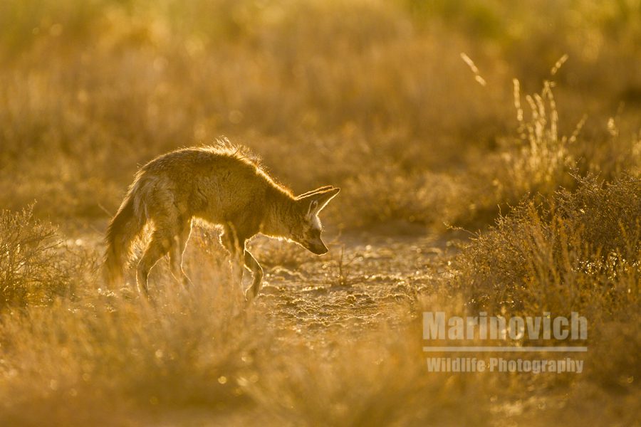 "Bat-eared Fox in the Kgalagadi Transfrontier Park - Marinovich Photography"