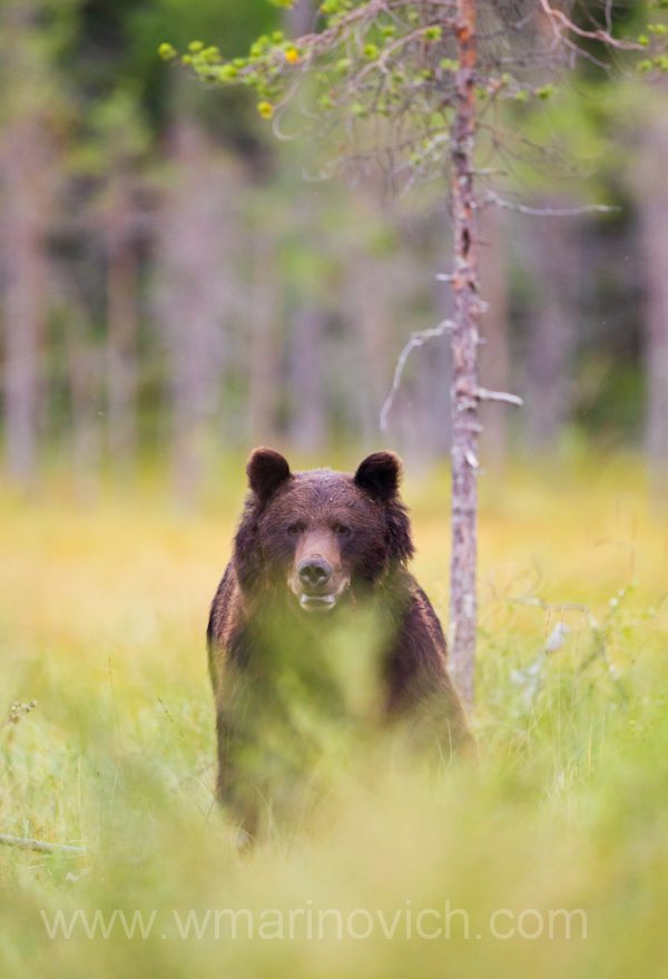 "Finland Brown Bear"