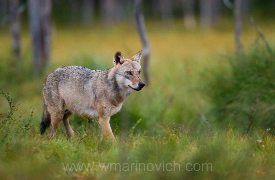 "Finland wolf on the prowl"