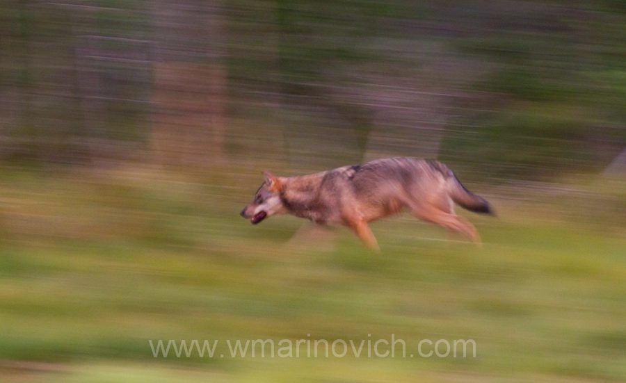 "European Wolf running"