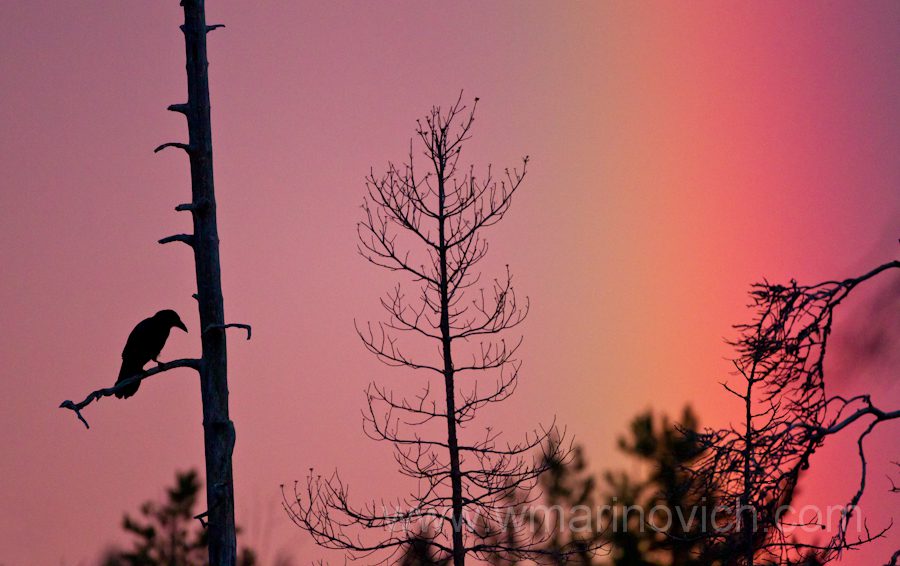 "Raven in a Finland rainbow"