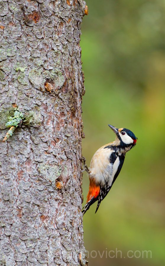 "Great Spotted Woodpecker"