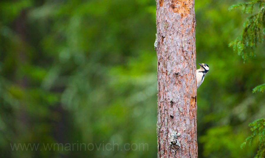 "Great Spotted Woodpecker"