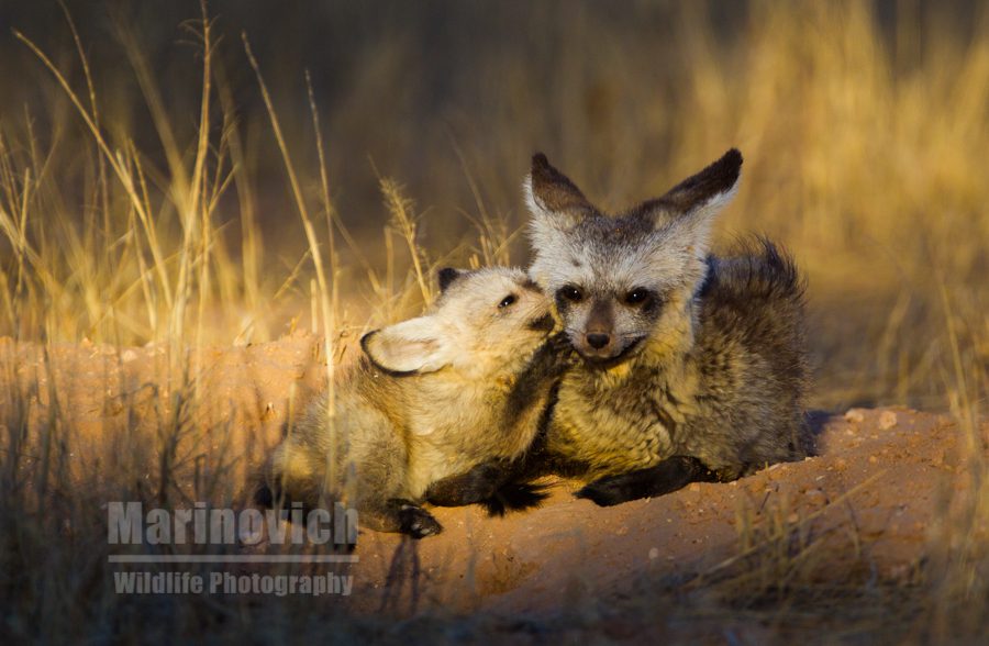 "Bat-eared Fox with cub - Marinovich Photography"