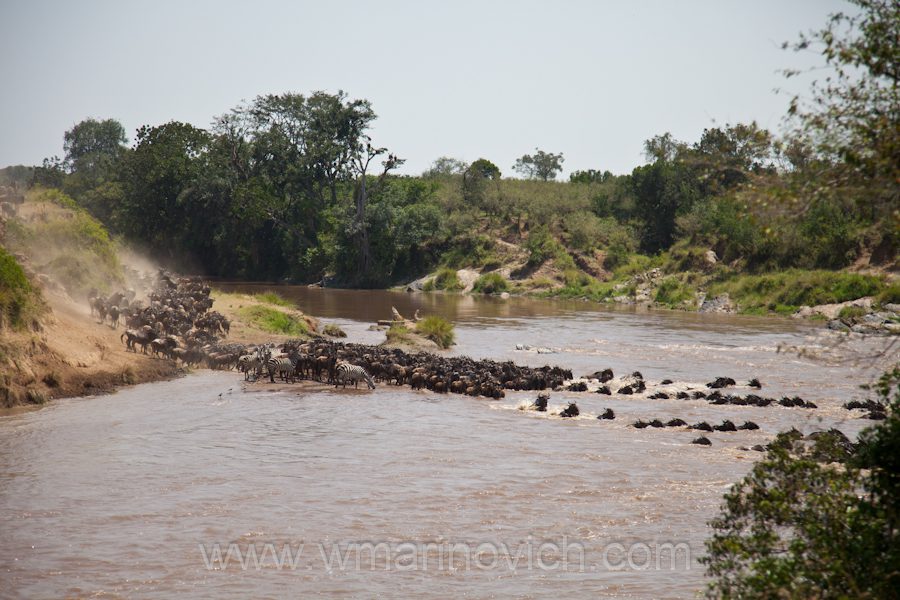 "Wildebeest Mara crossing"