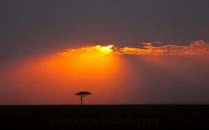 "Lone acacia tree in the Masai Mara"