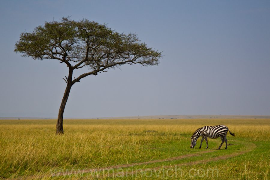 "Masai mara zebra"