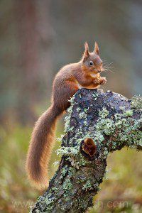 "Red Squirrel in Scotlands Cairngorms"