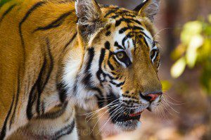 "Bengal tiger in Bandhavgarh, India"