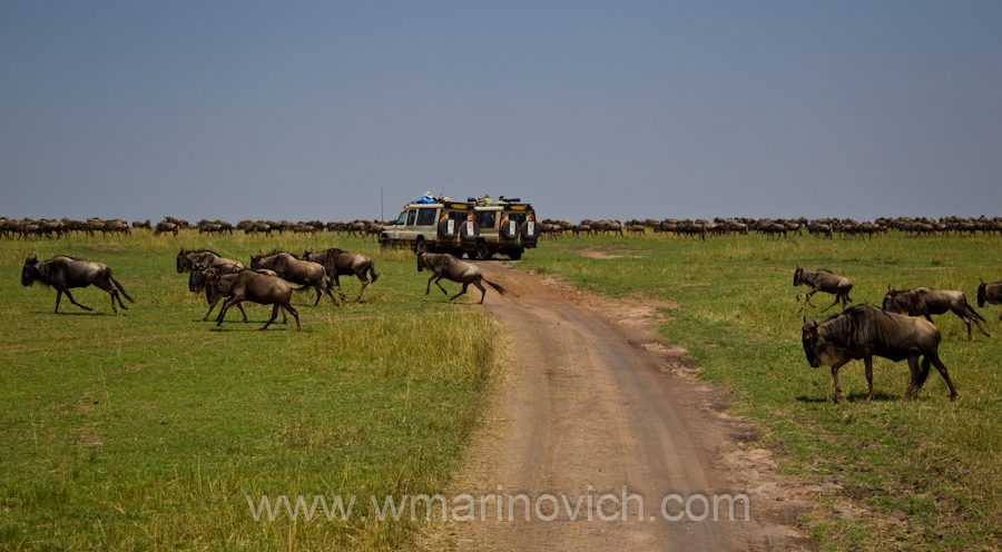 "wildebeest migration herds"