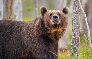 "European Brown Bear in Finland"