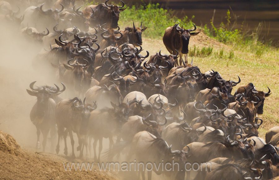 "wildebeest migration"