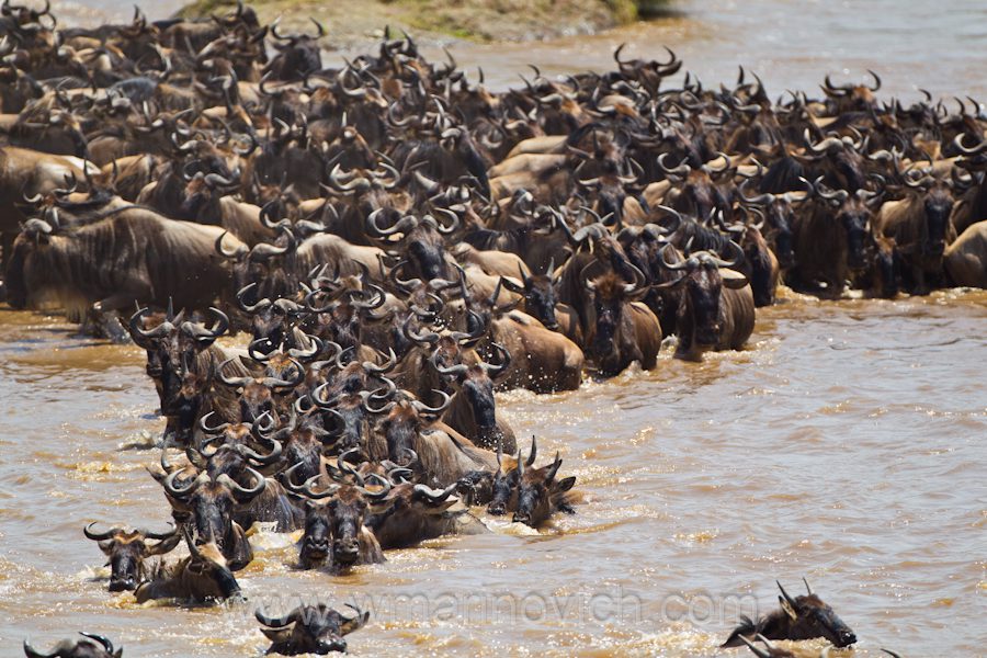 "masai mara wildebeest migration"