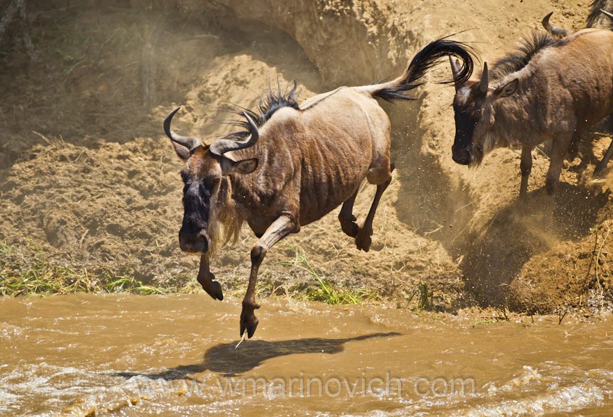 "leaping wildebeest"