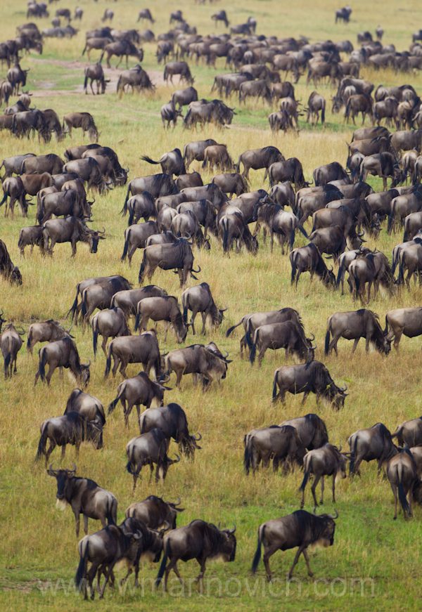 "Wildebeest migration in the Masai Mara, Kenya"