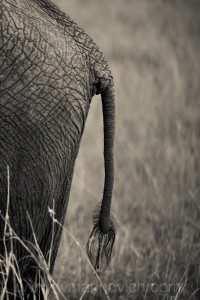 "Elephants tail in the Masai mara, Kenya"