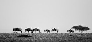 " Wildebeest migration in the Masai mara, Kenya"