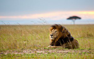 " Lion in the Masai mara, Kenya, Notch"