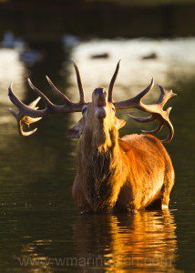 " Red deer rut in Bushy Park, England"